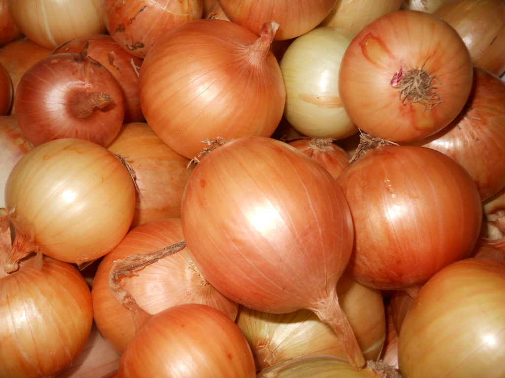 Growing and Planting Onions from Seed