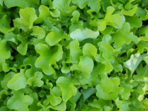 Lettuce plants