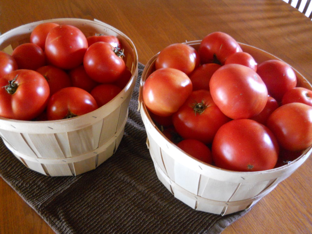 Baskets of fresh grown tomatoes