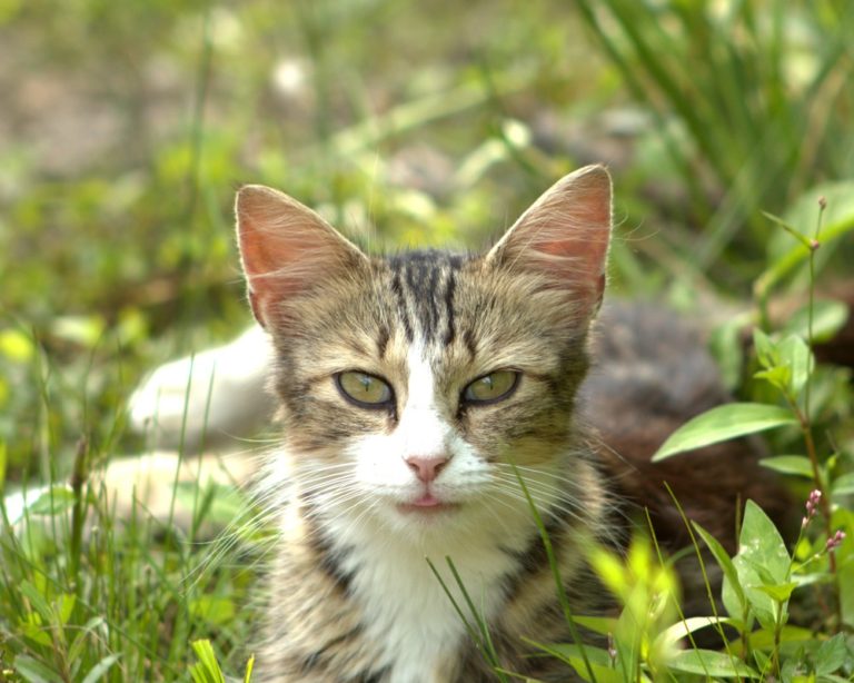 The elusive Appalachian Mountain Cat lying in the weeds