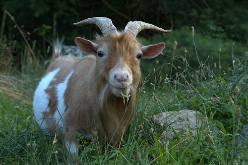 Good day from Pioneer Mountain Homestead!