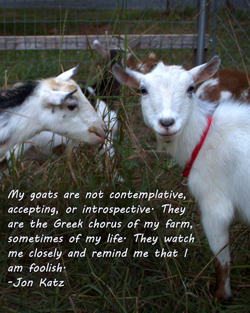 REDIRECT “My goats are not contemplative, accepting, or introspective. They are the Greek chorus of my farm, sometimes of my life. They watch me closely and remind me that I am foolish.”-Jon Katz