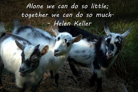 Alone we can do so little; together we can do so much. – Helen Keller