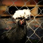 One of the chickens at Pioneer Mountain Homestead is having a bad hair day.