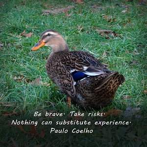 Be brave. Take risks. Nothing can substitute experience.-Paulo Coelho