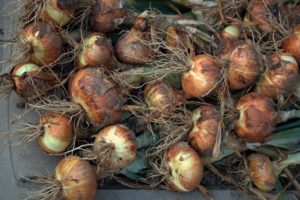 Harvesting onions