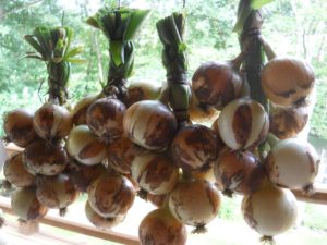 Onions bunched for curing