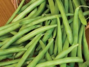 Provider Bush Beans