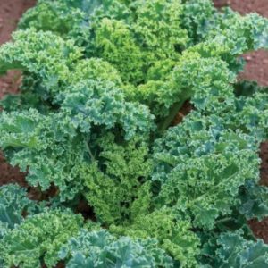 kale-seed