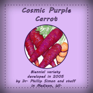 Cosmic Purple Carrot