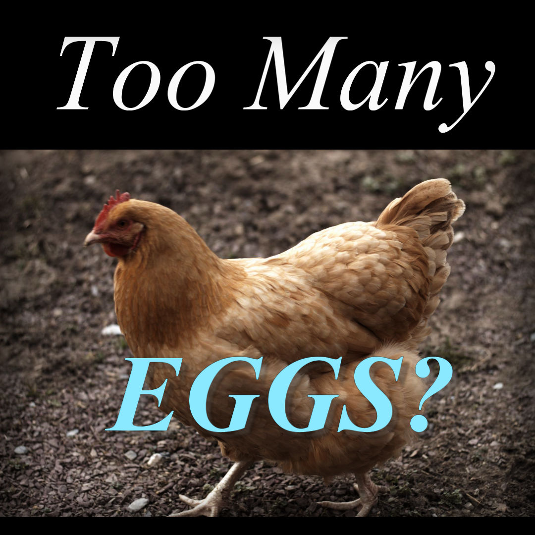 Too Many Eggs? - Homestead Happenings Blog