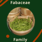 The Fabaceae Family Vegetables