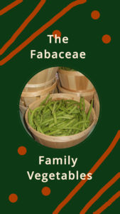 The Fabaceae Family Vegetables