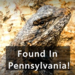 Eastern Fence Lizard Found in Pennsylvania