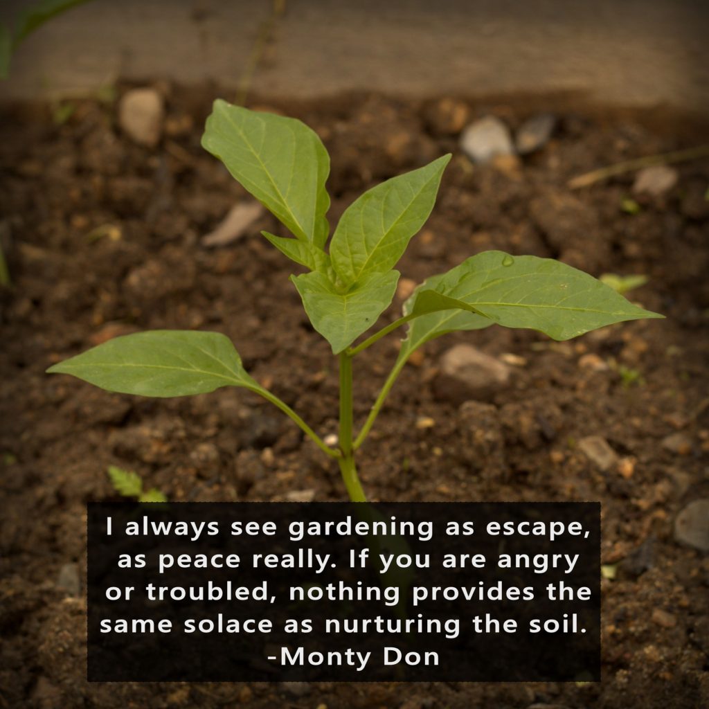 I always see gardening as escape, as peace really. If you are angry or troubled, nothing provides the same solace as nurturing the soil.  -Monty Don