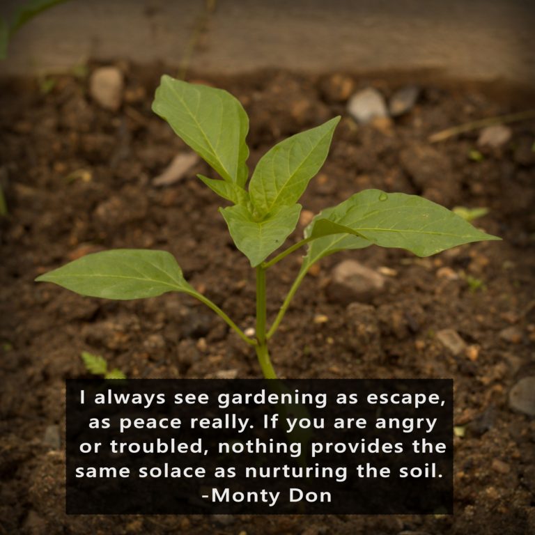 I always see gardening as escape, as peace really. If you are angry or troubled, nothing provides the same solace as nurturing the soil. -Monty Don