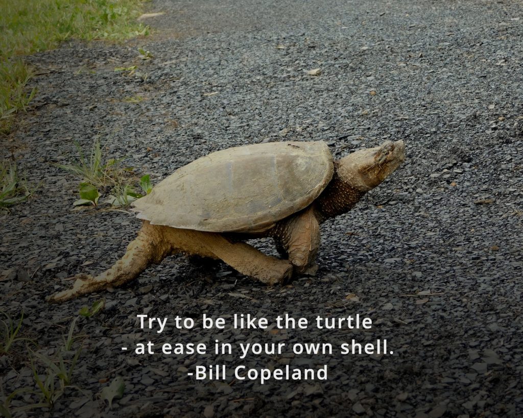 “Try to be like the turtle – at ease in your own shell”.  – Bill Copeland