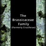 Brassicaceae Family Vegetables