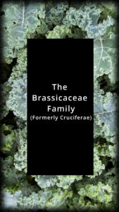 Brassicaceae Family Vegetables