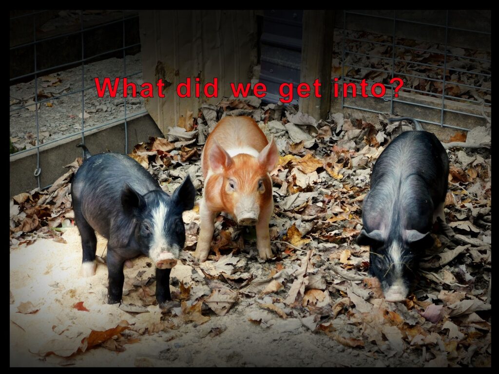 What did we get into? – Pig Farming