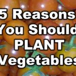 5 Reasons You Should Plant Vegetables