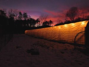 High Tunnel Gardening. Check out the high tunnel as it is lit with solar lights at sunset.