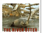 Meet Fred the River Otter at Pioneer Mountain Homestead