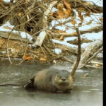 The river otter that resides at the pond at Pioneer Mountain Homestead.