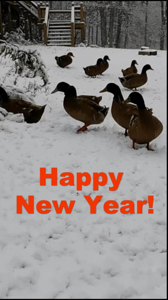 Happy New Year from Pioneer Mountain Homestead