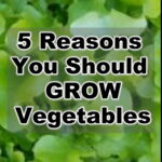 5 Reasons You Should Grow Vegetables