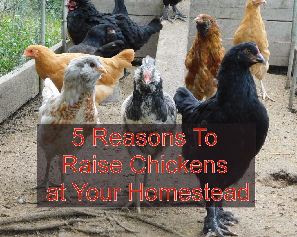 5 Reasons To Raise Chickens at Your Homestead