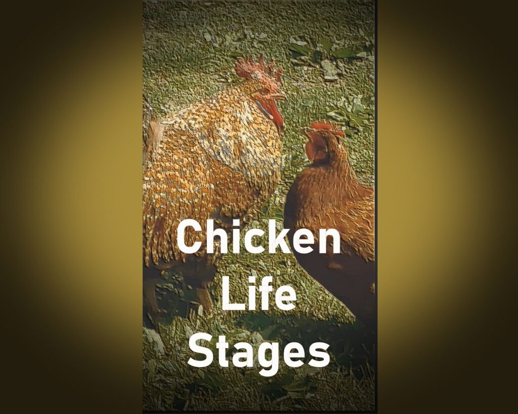 Chicken Life Stages – The Four Main Cycles in the Life of a Chicken.