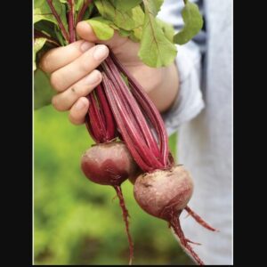 Early wonder beet seed.