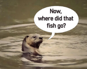 Fred, the river otter at our homestead pond.