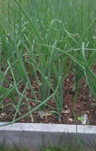 Spring onions