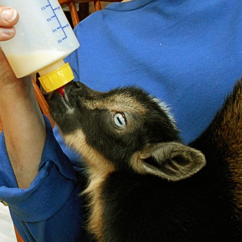 How We Bottle Feed Kid Goats at Our Homestead