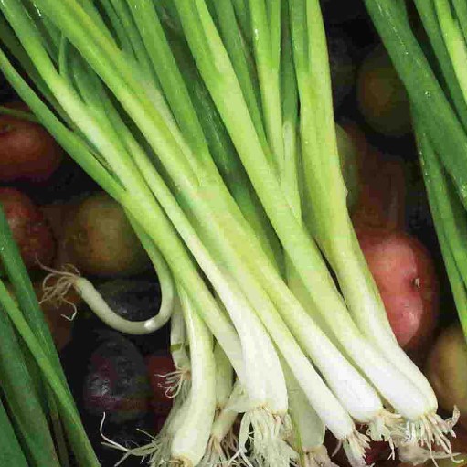 Onion Seed – Evergreen Bunching, Organic