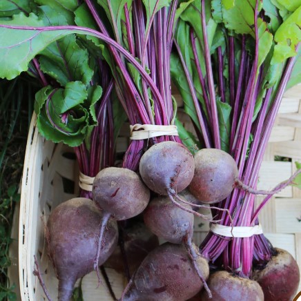 How to Grow Beets at Your Homestead