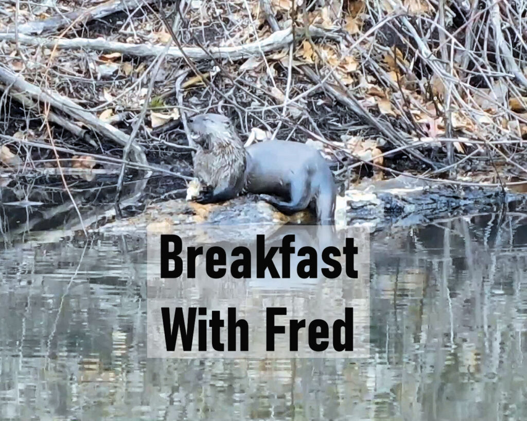 Fred our Resident North American River Otter at the Homestead