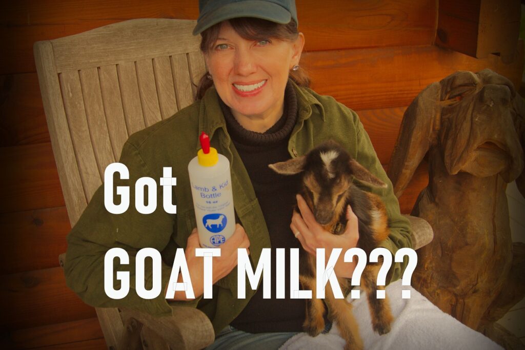 Bottle Feeding Kid Goats – How We Use Milk Replacer to Feed Our Baby Kid Goats at Our Homestead