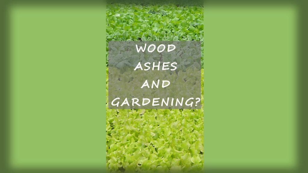 Using Wood Ashes on your Garden (Homestead Gardening)