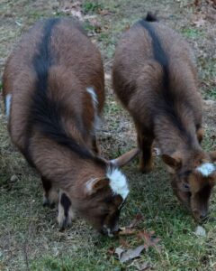 Molly and Polly goats