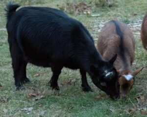 Moonpie and Polly goats