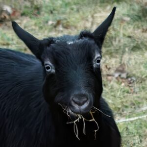 Moonpie Goat