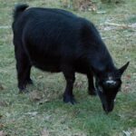 Moonpie goat eating grass.