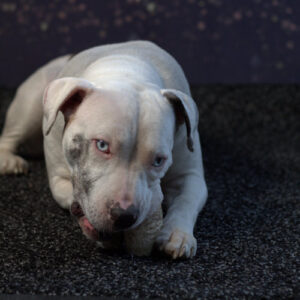 farm dog manny on rug