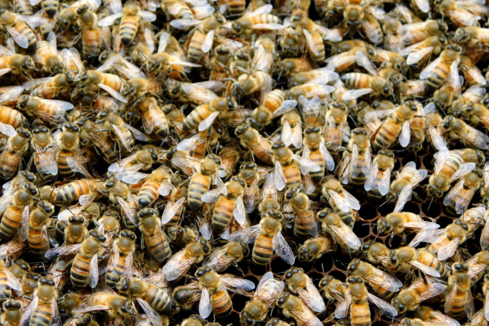 honeybees A frame of honeybees from the homestead.