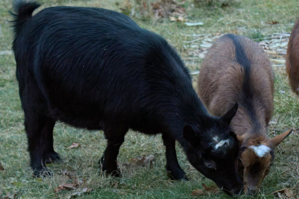 moonpie and molly Moonpie and Molly - two of the goats at the homestead.