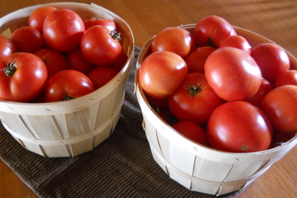 tomatoes in baskets Baskets of tomatoes picked from the homestead garden.