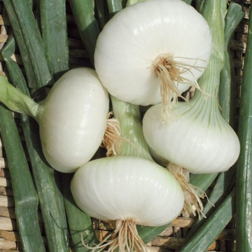 bianca di maggio onions